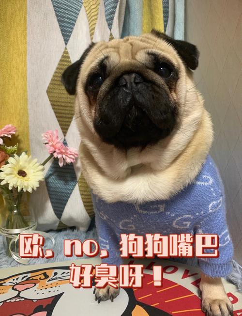 八哥犬生崽注意什么