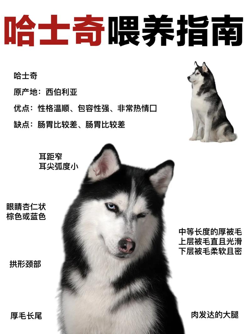 哈士奇长大要多久