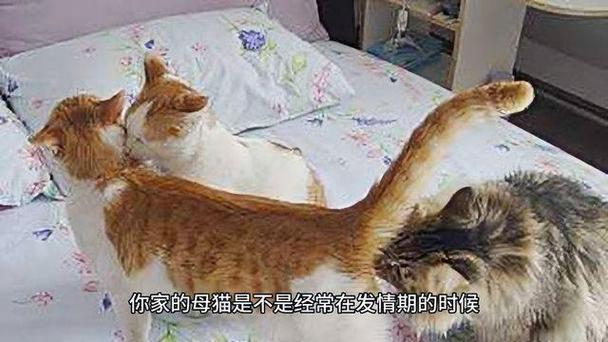 公猫咪多大发情？公猫多大开始发情,多大能绝育？