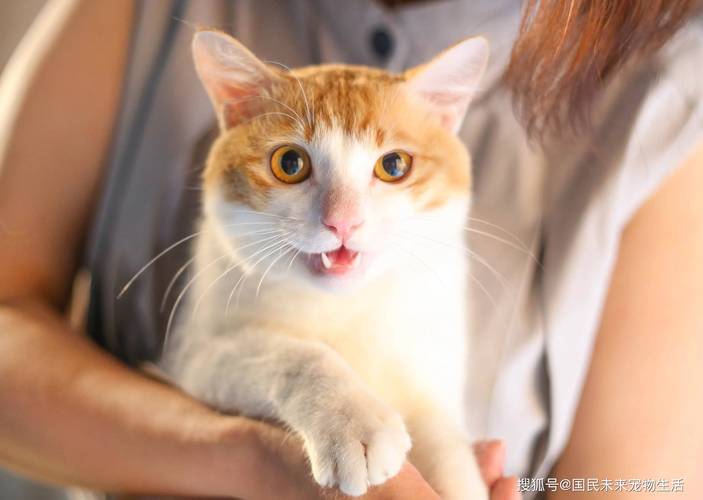 猫咪多大发情?