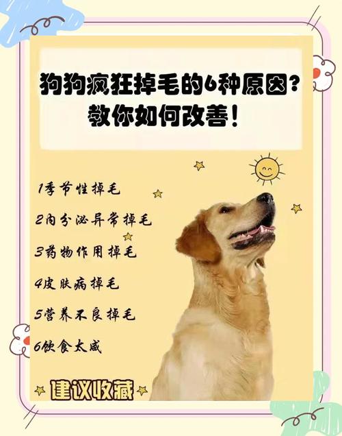 狗狗掉毛厉害是什么原因引起的?