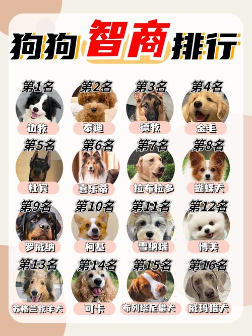 哪些狗狗的智商是真的不高?