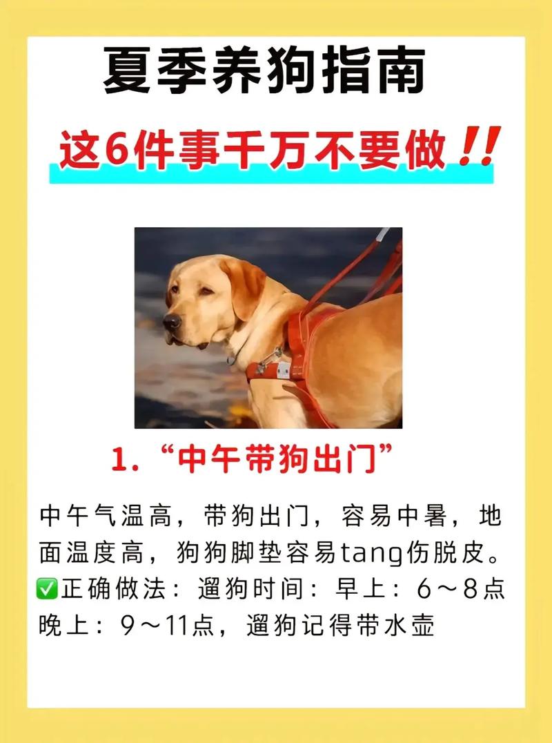 狗狗的生活习惯