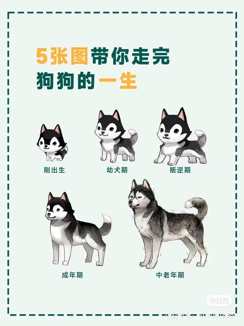 狗狗有哪些习惯?