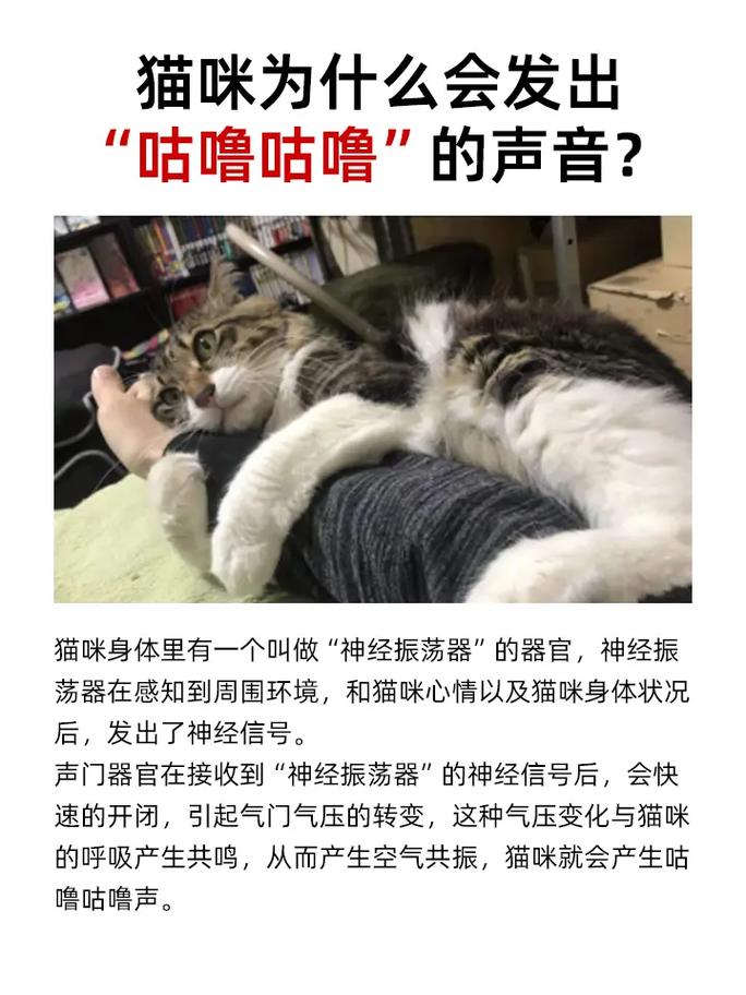 猫一直在咕噜咕噜的叫是什么原因?
