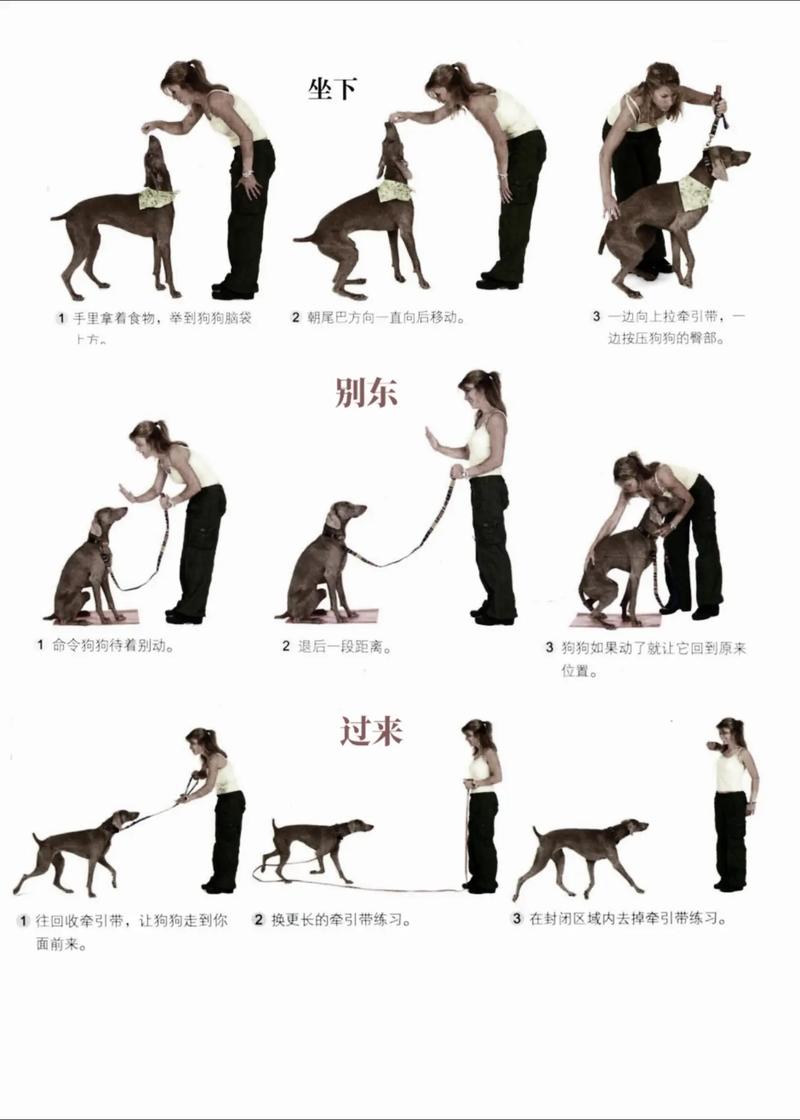 小土狗是怎样训练的
