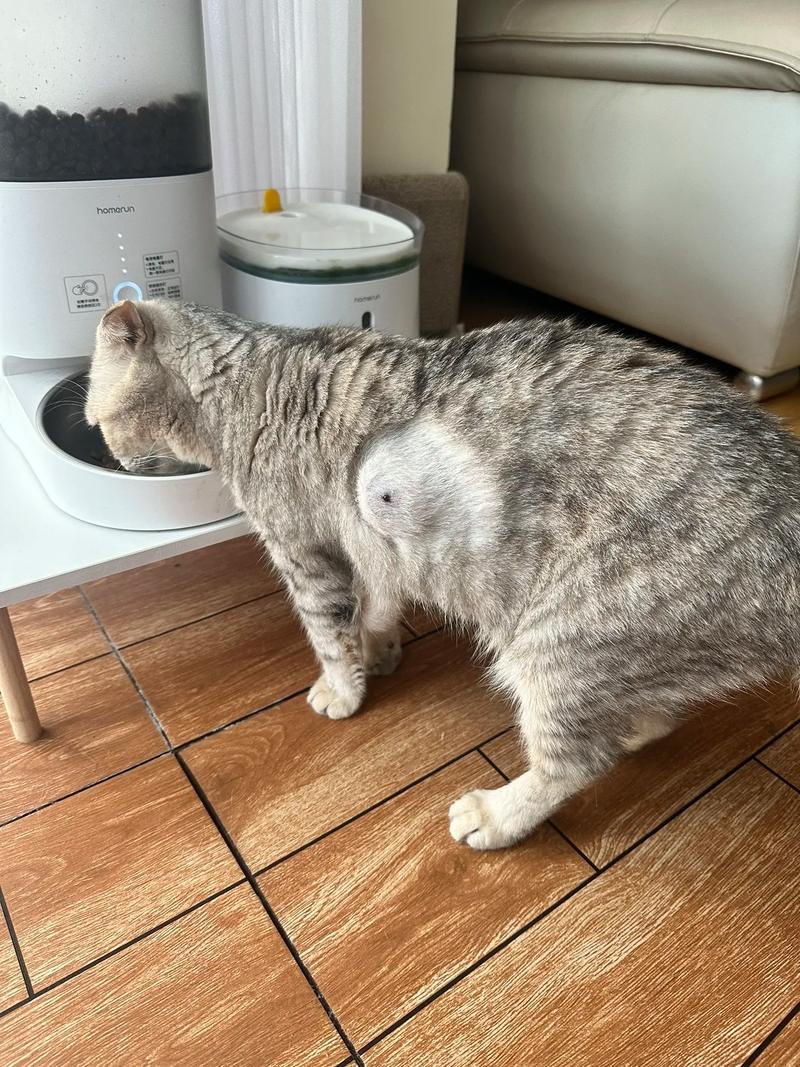 猫咪皮肤上有小疙瘩，猫咪皮肤上有小疙瘩结痂？