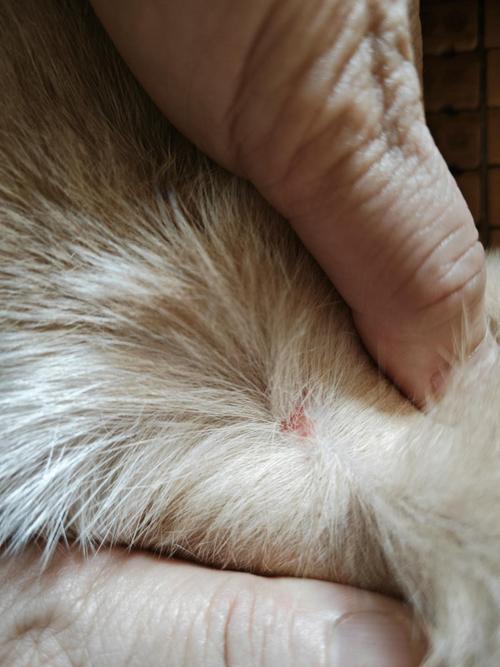 猫咪身上硬疙瘩有结痂