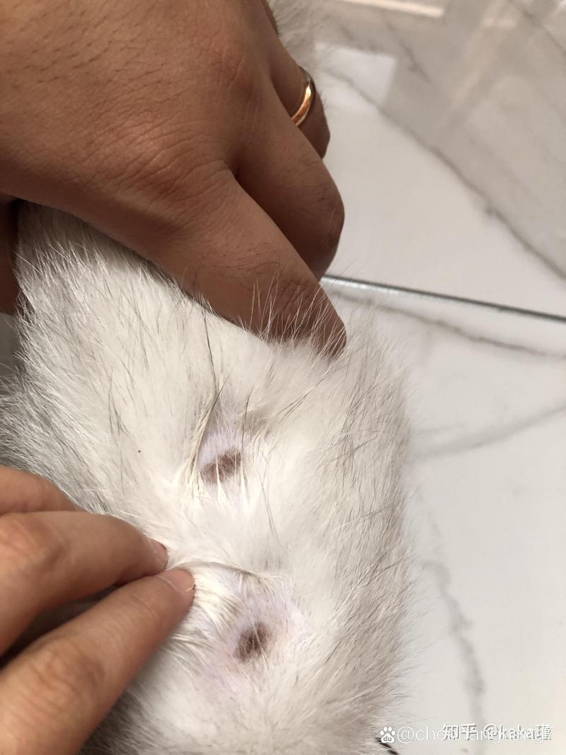 猫咪身上有凸起的硬疙瘩