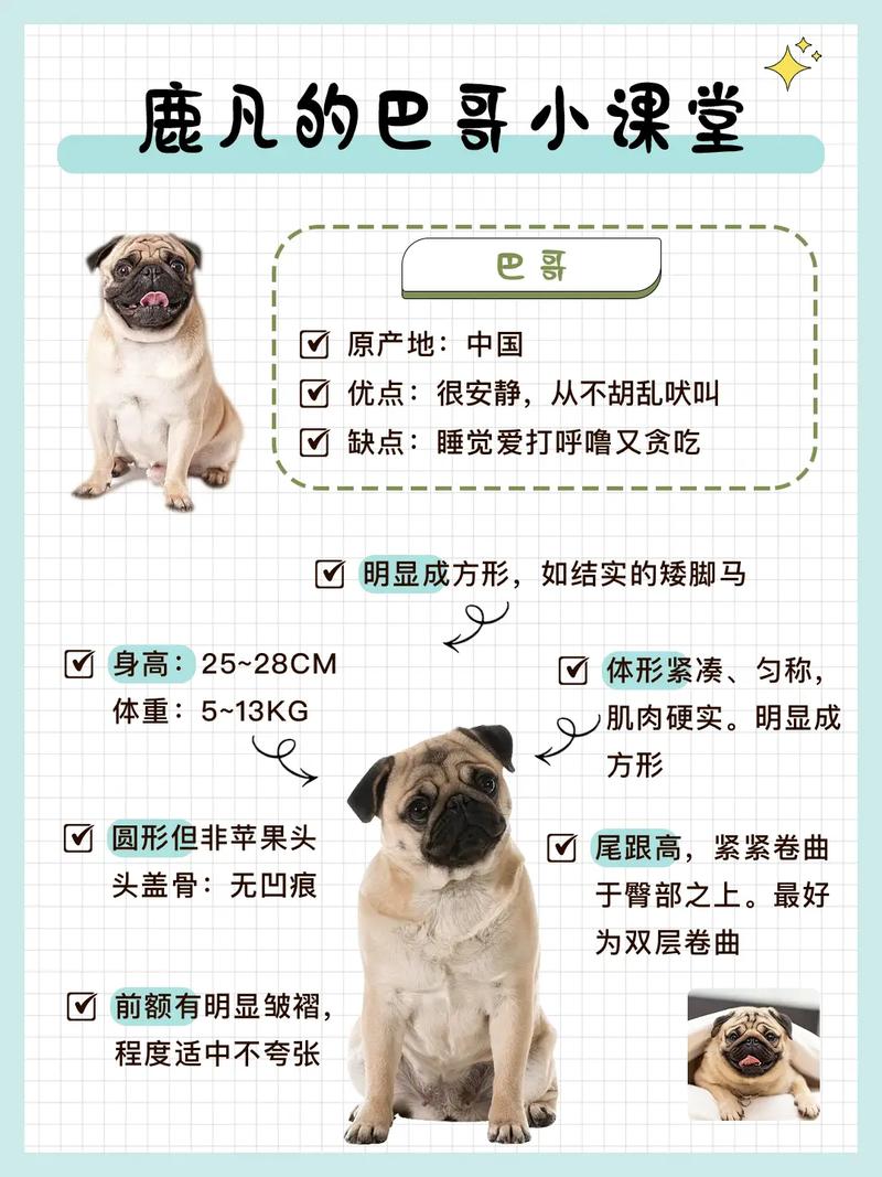 “巴哥犬”的7大优缺点,看完你还会养吗?
