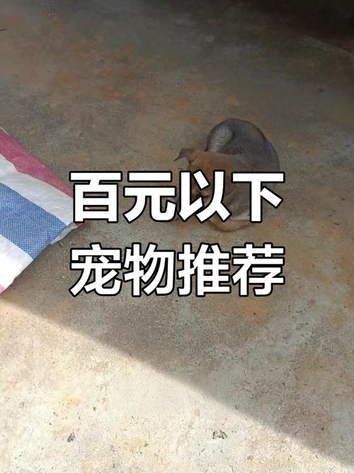 什么狗便宜又可爱100元以下