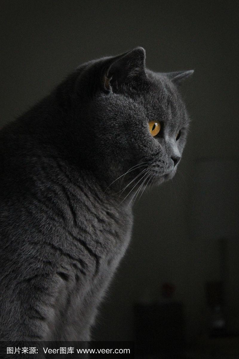 灰色的猫叫什么?