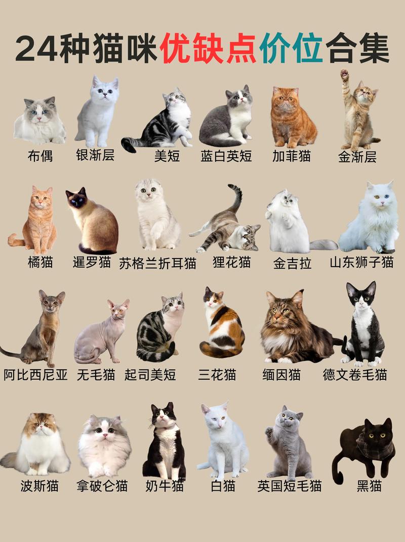 问一下这个是什么品种的猫?