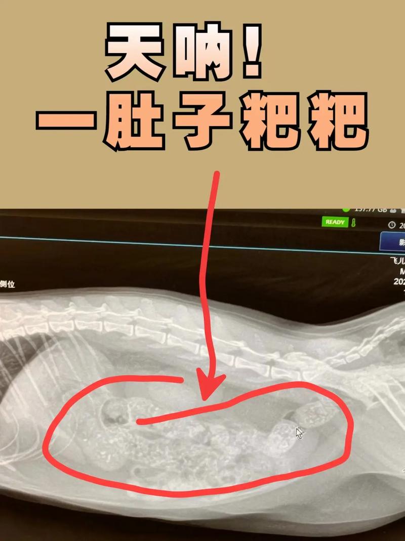 猫咪不拉粑粑怎么办