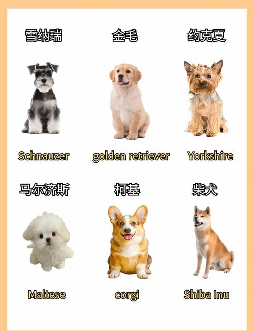 给狗狗取个好听英文名字有哪些呢?