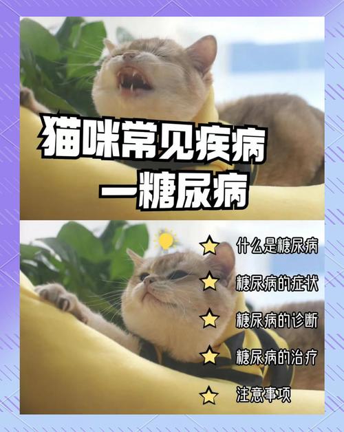猫咪低血糖症状