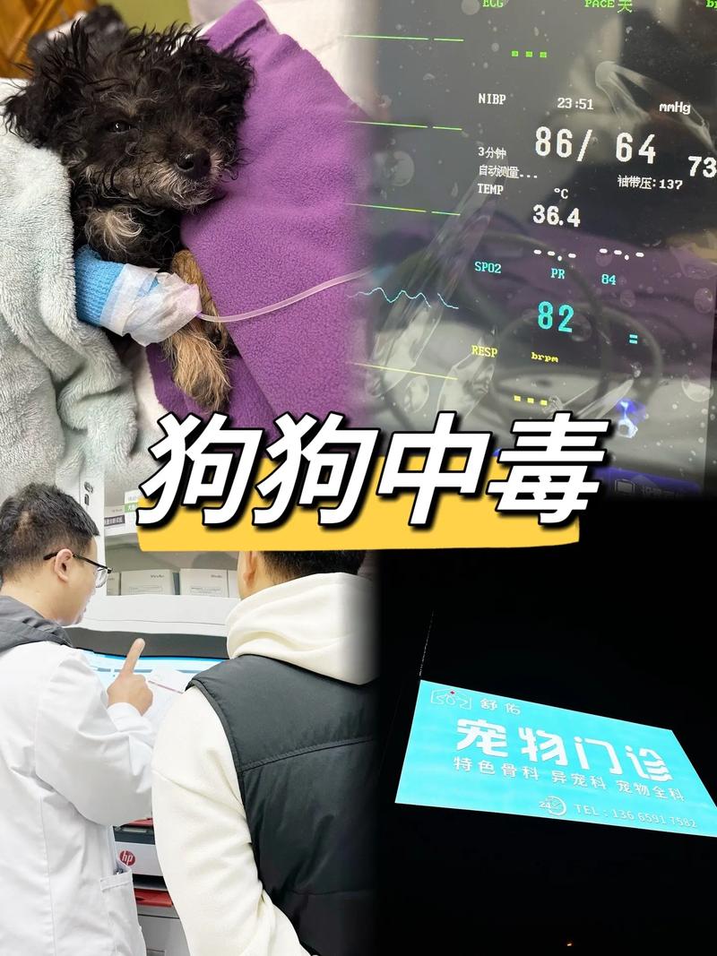 狗狗吃了诺氟沙星中毒怎么办