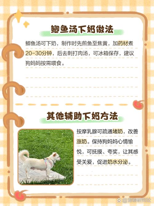 狗可以吃羊排骨吗(狗能吃羊骨吗)