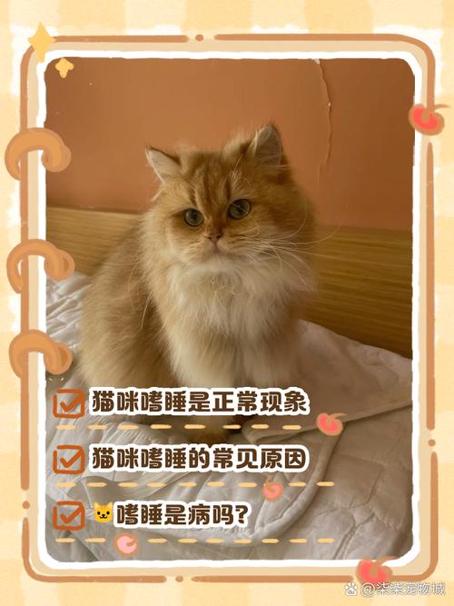 猫咪突然不活跃总是睡怎么回事