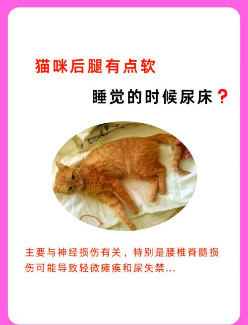 猫咪没有精神老是睡觉是怎么回事