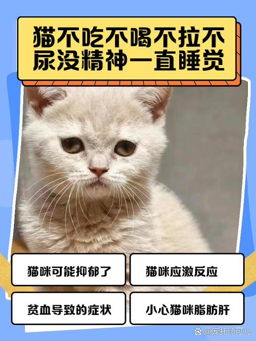 巴哥狗猪猪，播放巴哥犬的样子？