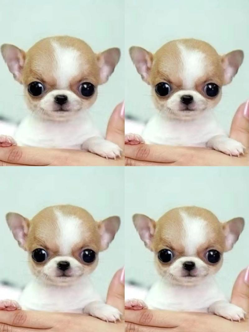 世界上前十
最聪明的犬排名