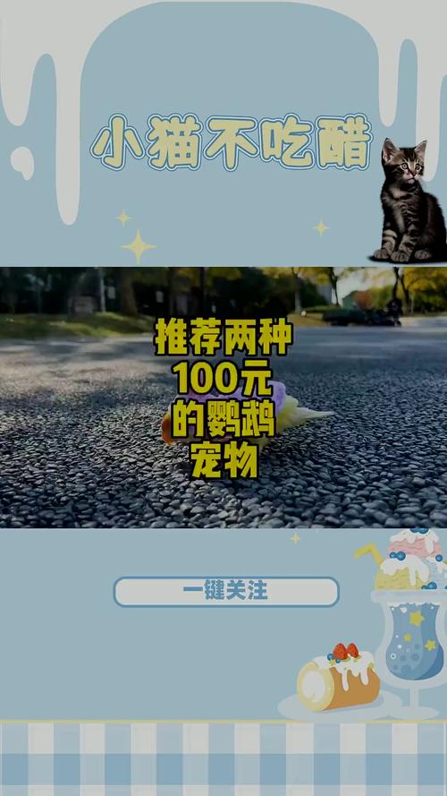 100元以内的宠物