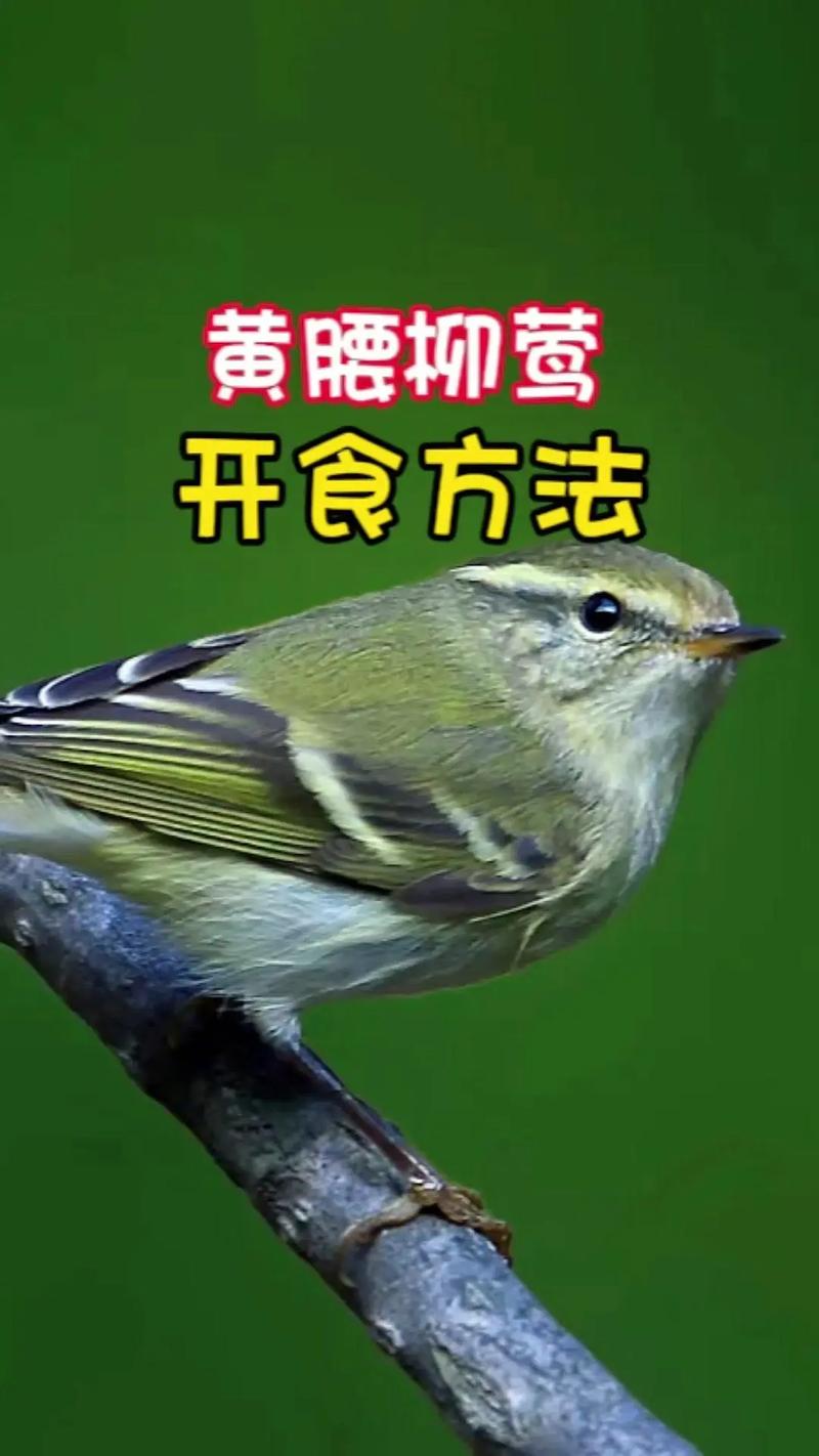 黄腰柳莺鸟洗完澡身上像油了是怎么回事