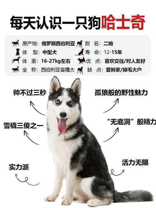 八个月的哈士奇吃什么好，哈士奇8个月吃多少合适？