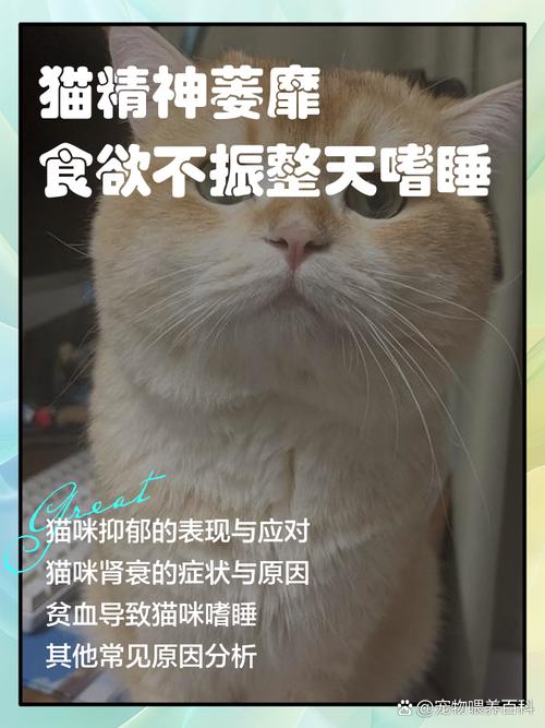 猫咪食欲下降怎么回事？猫咪食欲下降怎么回事啊？