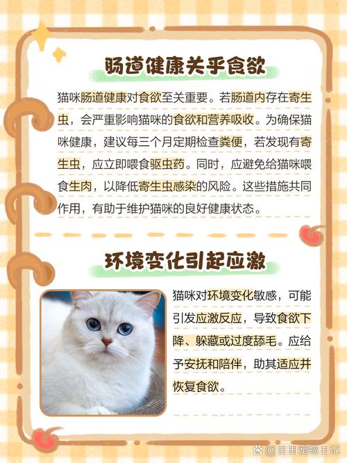 猫咪不吃饭怎么办?