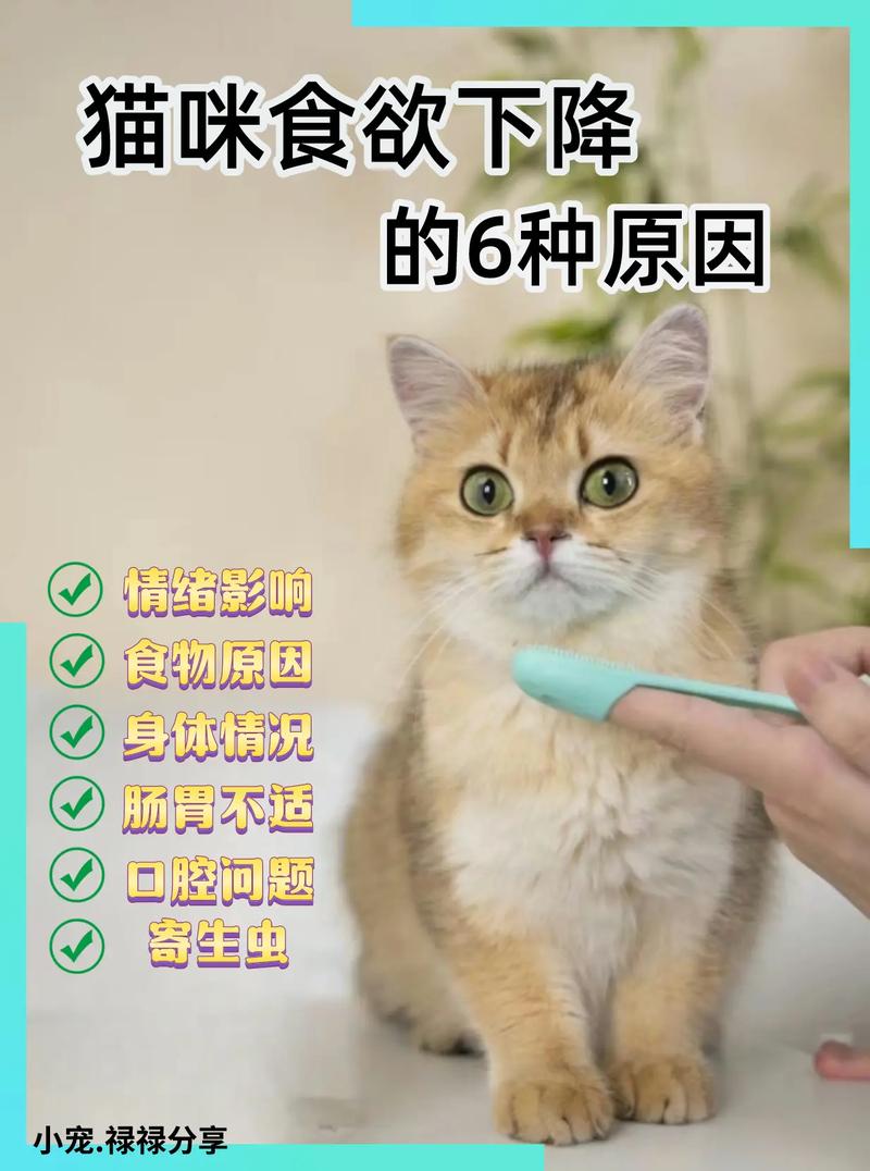 猫咪突然不怎么吃饭了怎么回事