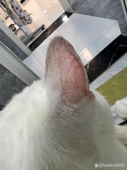 猫咪耳朵起皮屑，猫咪耳朵起皮屑怎么办