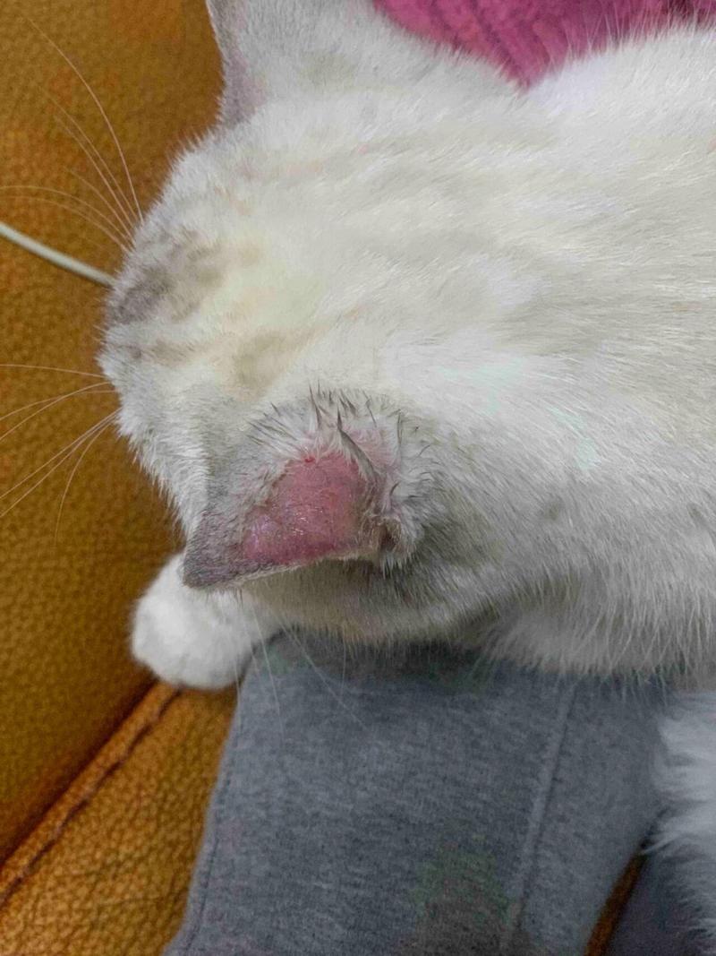 猫咪耳朵皮肤发红,出现皮屑是怎么回事?