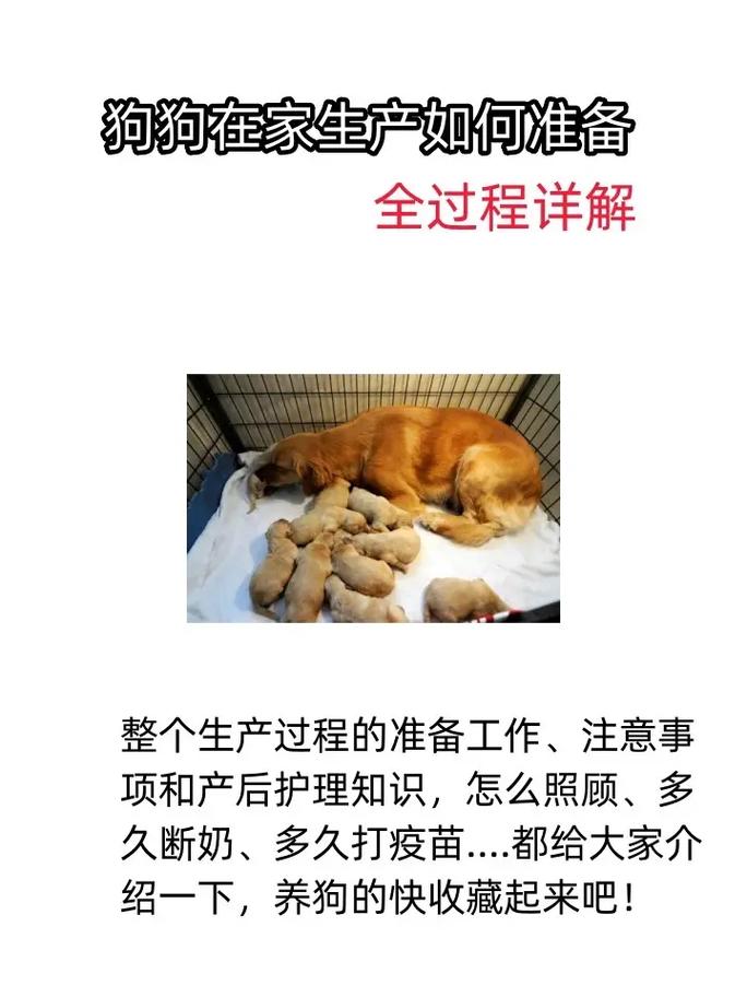 狗狗生产如何接生