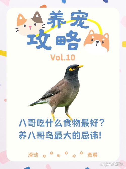 大家都说八哥犬是比较好
养的,在生活中该怎么喂养呢?