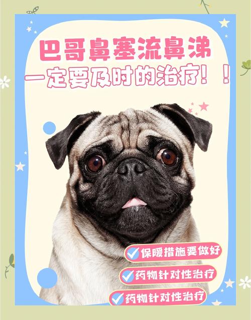 巴哥犬感冒吃什么药,小狗感冒咳嗽用什么药