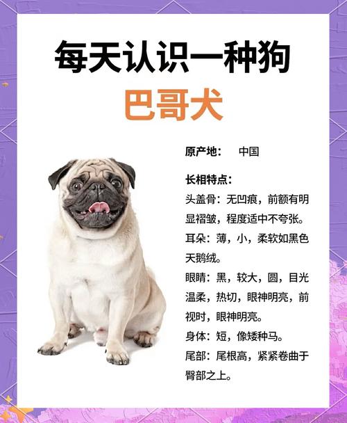 2个月大的巴哥犬感冒了,要怎么办