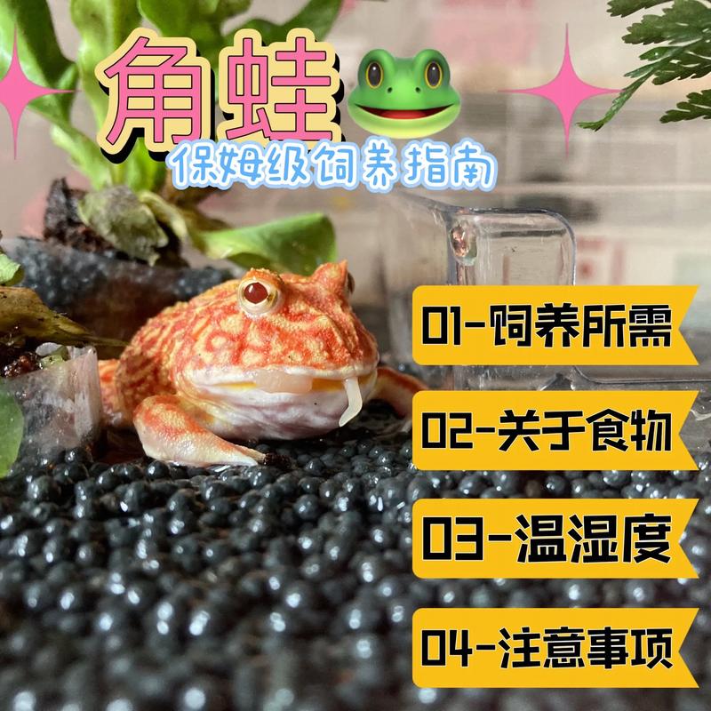 黄金角蛙寿命有多长?怎么养?