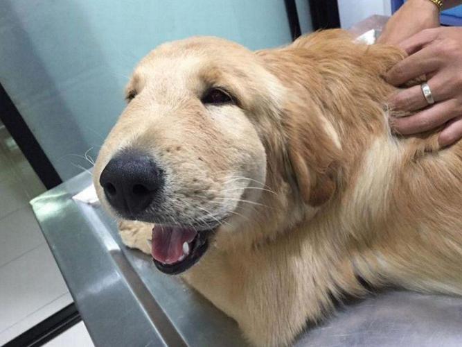 狗狗为什么半边脸肿