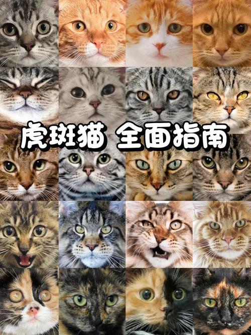 虎斑猫颜色介绍
