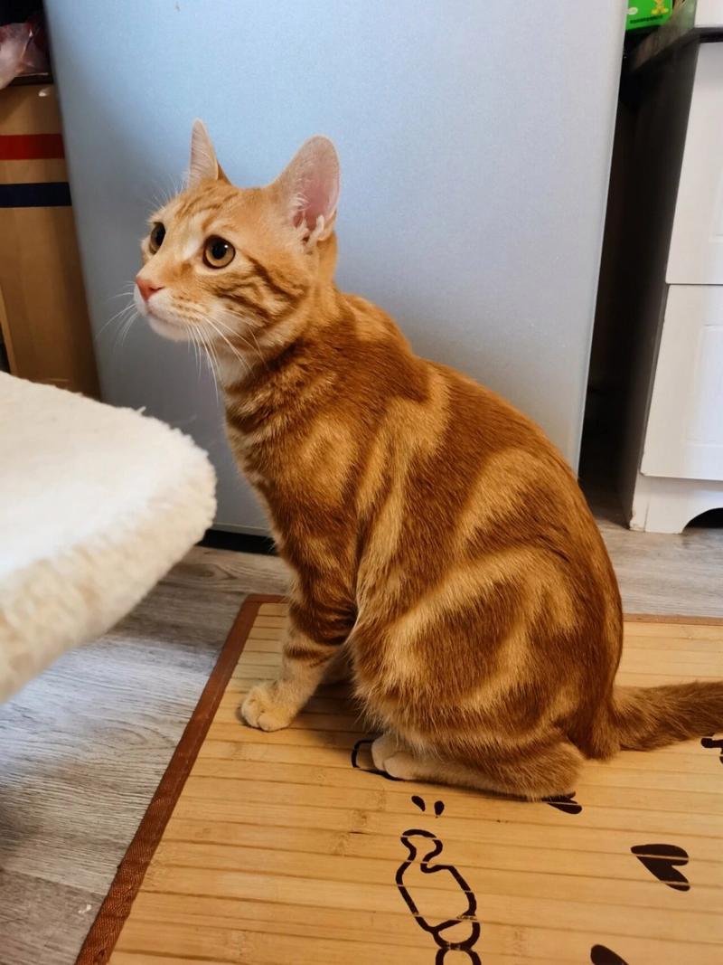 灰色的猫是什么品种的猫