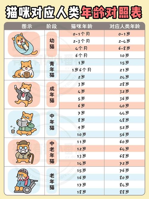 怎样判断猫咪的年龄