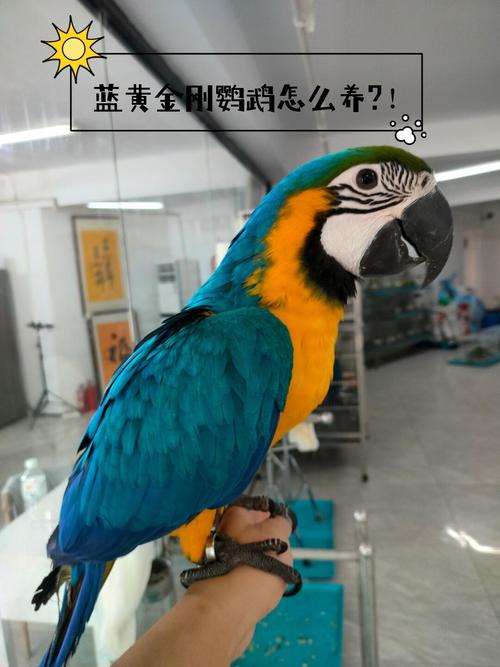 蓝黄金刚鹦鹉可以养吗