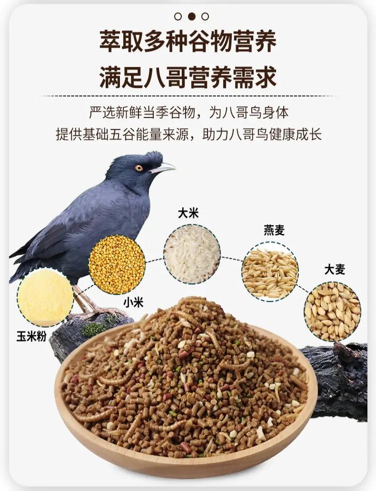 八哥鸟主要吃什么食物?