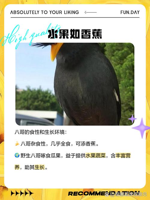 八哥鸟吃什么食物好