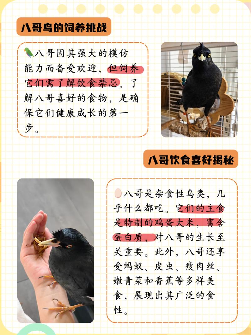 八哥最喜欢吃什么食物
