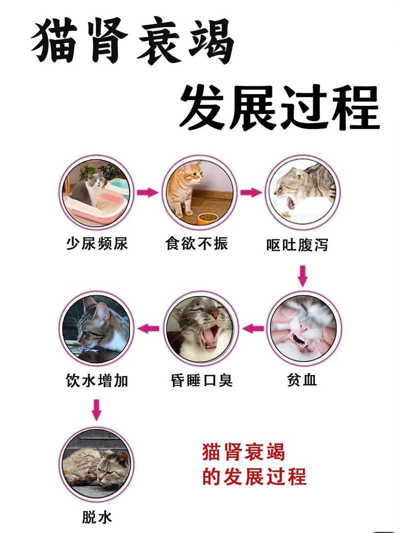 猫咪肾不好的症状表现？猫肾不好是什么原因？