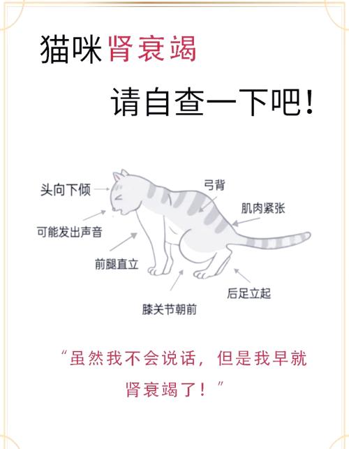 猫肾衰竭的症状有什么?