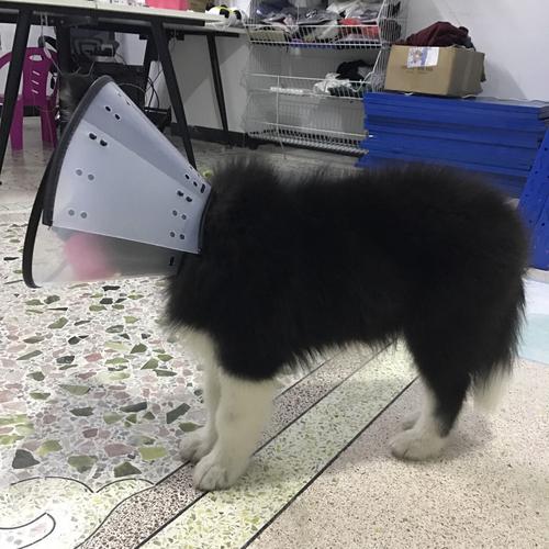长毛阿拉斯加犬有没有像哈士奇的那种灰白色?